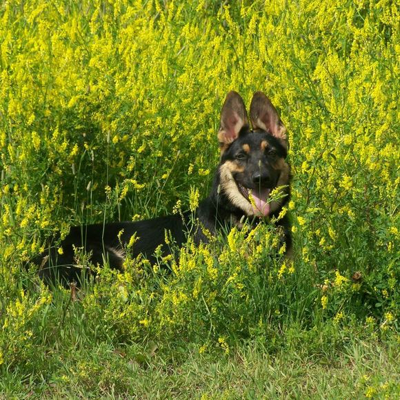 Meet your Posher, Joanne - Picture 1 of 1